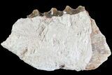 Oreodont (Leptauchenia) Jaw Section - South Dakota #73648-1